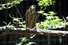 ueno_zoo_1241_mini.jpg