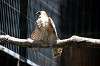 ueno_zoo_1245_mini.jpg