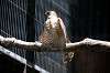ueno_zoo_1247_mini.jpg