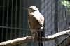 ueno_zoo_1252_mini.jpg