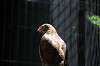 ueno_zoo_1254_mini.jpg