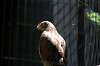 ueno_zoo_1255_mini.jpg