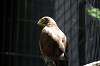 ueno_zoo_1256_mini.jpg