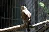 ueno_zoo_1257_mini.jpg