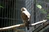 ueno_zoo_1258_mini.jpg