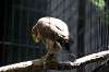 ueno_zoo_1261_mini.jpg