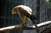 ueno_zoo_1262_mini.jpg
