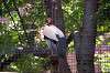 ueno_zoo_1265_mini.jpg