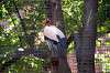 ueno_zoo_1267_mini.jpg