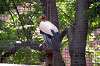 ueno_zoo_1269_mini.jpg