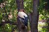 ueno_zoo_1273_mini.jpg