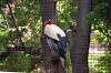 ueno_zoo_1275_mini.jpg