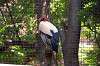 ueno_zoo_1276_mini.jpg