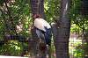 ueno_zoo_1277_mini.jpg