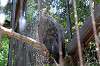 ueno_zoo_1278_mini.jpg