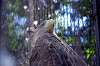 ueno_zoo_1279_mini.jpg