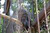 ueno_zoo_1280_mini.jpg
