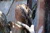 ueno_zoo_1281_mini.jpg