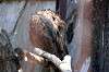 ueno_zoo_1282_mini.jpg