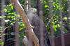 ueno_zoo_1283_mini.jpg