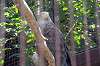 ueno_zoo_1284_mini.jpg