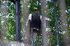 ueno_zoo_1287_mini.jpg