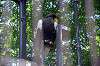 ueno_zoo_1290_mini.jpg