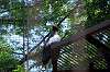ueno_zoo_1292_mini.jpg
