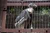 ueno_zoo_1296_mini.jpg