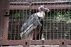 ueno_zoo_1297_mini.jpg