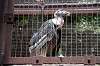 ueno_zoo_1298_mini.jpg