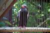 ueno_zoo_1299_mini.jpg