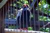 ueno_zoo_1300_mini.jpg