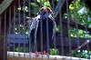 ueno_zoo_1301_mini.jpg