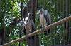 ueno_zoo_1303_mini.jpg