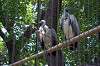 ueno_zoo_1304_mini.jpg