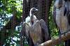 ueno_zoo_1306_mini.jpg