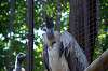ueno_zoo_1307_mini.jpg