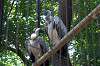 ueno_zoo_1309_mini.jpg