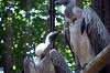 ueno_zoo_1310_mini.jpg
