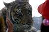 ueno_zoo_1313_mini.jpg