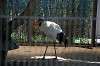 ueno_zoo_1314_mini.jpg