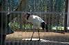 ueno_zoo_1315_mini.jpg