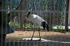 ueno_zoo_1316_mini.jpg