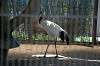 ueno_zoo_1317_mini.jpg
