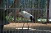 ueno_zoo_1318_mini.jpg