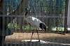 ueno_zoo_1319_mini.jpg