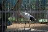 ueno_zoo_1320_mini.jpg