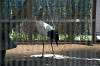 ueno_zoo_1321_mini.jpg