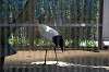 ueno_zoo_1322_mini.jpg